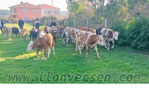 Dededağı Köyü hayvanlar ilanı