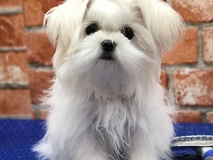 Atatürk Mah. köpek ilanı