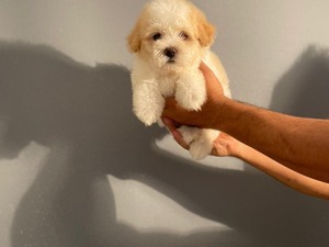 köpek Maltese terrier fiyatları