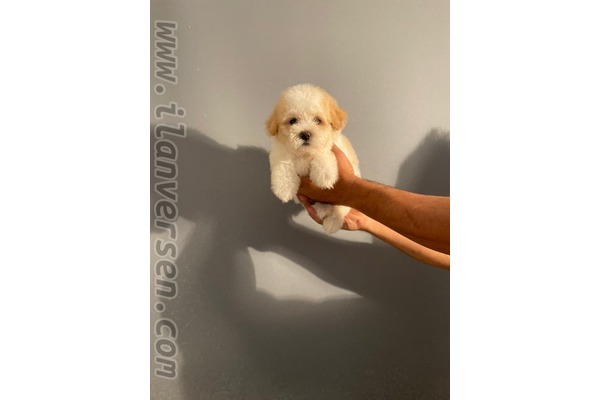 köpek Maltese terrier fiyatları