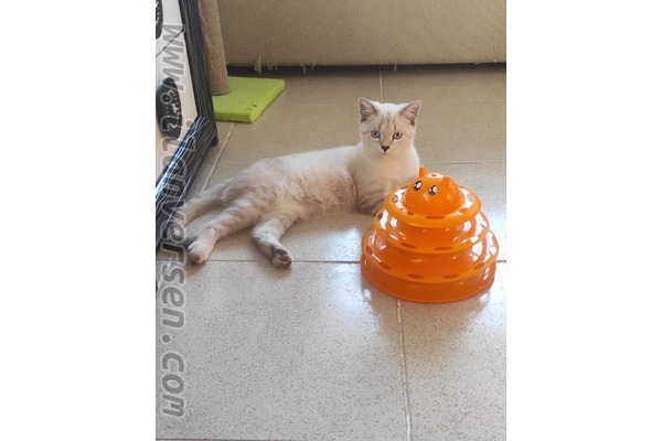 British shorthair 6-12 Aylık