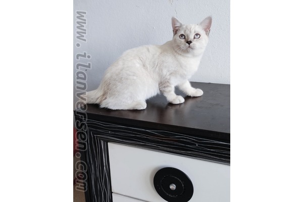 Mahfesığmaz Mah. kedi ilanı ver