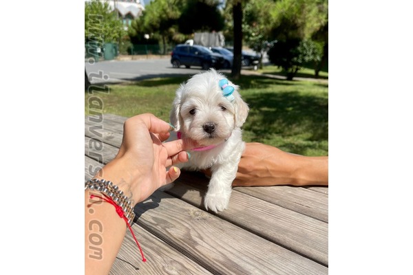 köpek ilanlari Ataşehir Atatürk Mah.
