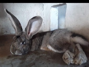 çinçila tavşan Dişi ve Erkek tavşan Yenidoğan Mah.