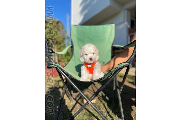 Maltese terrier Sahibinden Caddebostan Mah.