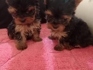Yorkshire terrier Ergene Mah.