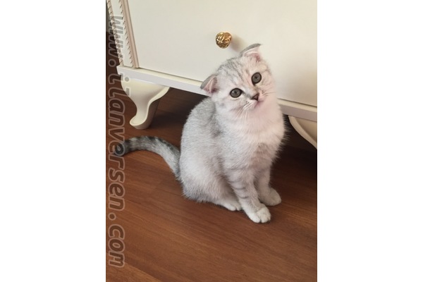 Güzeloba Mah. kedi fiyatları