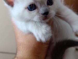 Scottish fold Dişi ve Erkek kedi