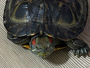  Su kaplumbağası ilanları
