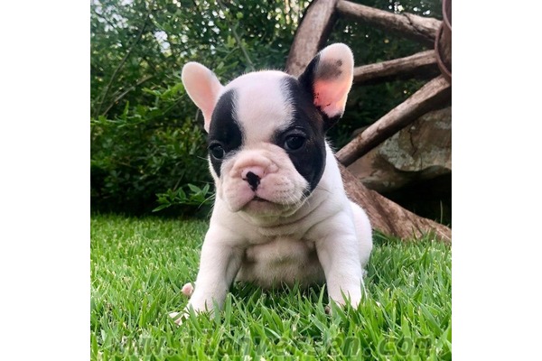 French bulldog Dişi ve Erkek Adalet Mah.