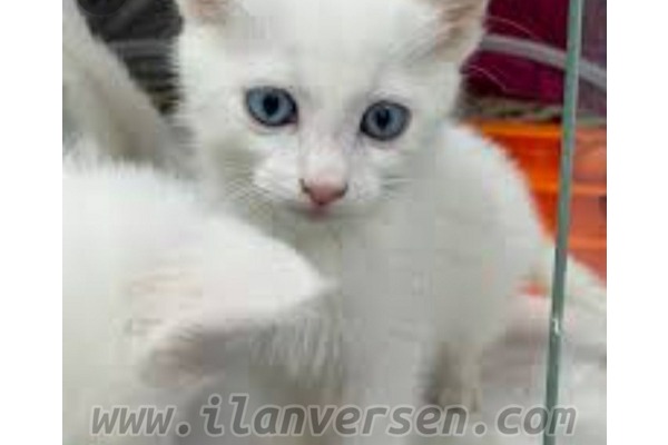 Güneş Mah. kedi ilanları