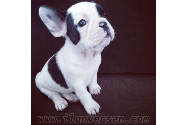 French bulldog köpek Merkezefendi