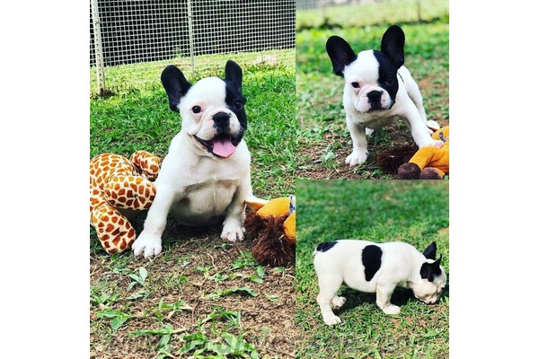 French bulldog Sahibinden 1 TL