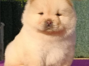 Chow Chow Dişi ve Erkek köpek