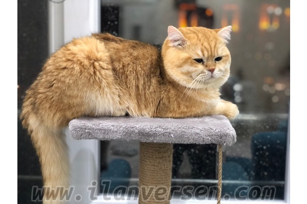 Karataş Mah. kedi ilanları