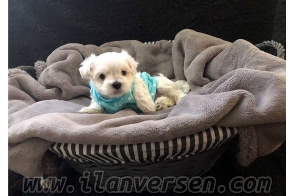 Maltese terrier Dişi ve Erkek köpek