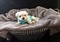 Maltese terrier Dişi ve Erkek köpek