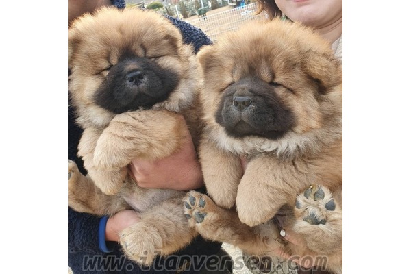 Chow Chow Sahibinden Adalet Mah.