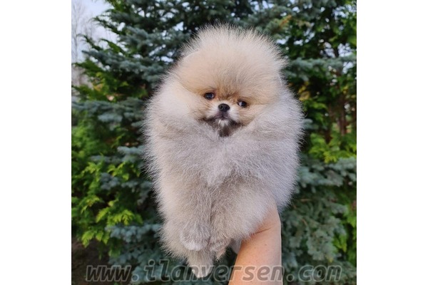 Pomeranian Muratlar Köyü