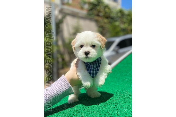 Reşadiye Mah. köpek ilanları