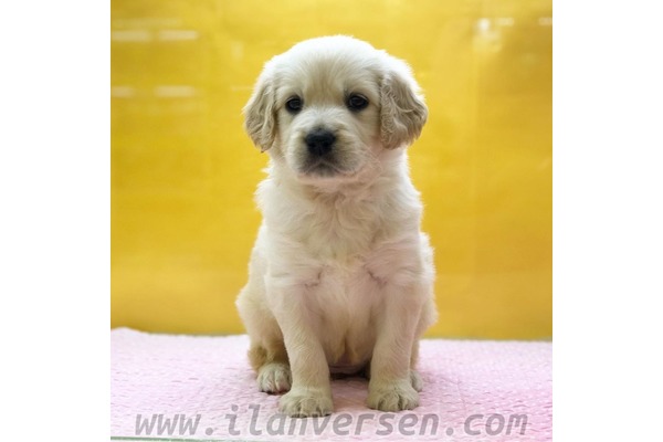 Cumhuriyet Mah. köpek ilanları