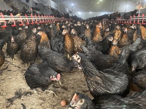 ataks tavuk Büyükakçaalan Köyü hayvanlar ilanı