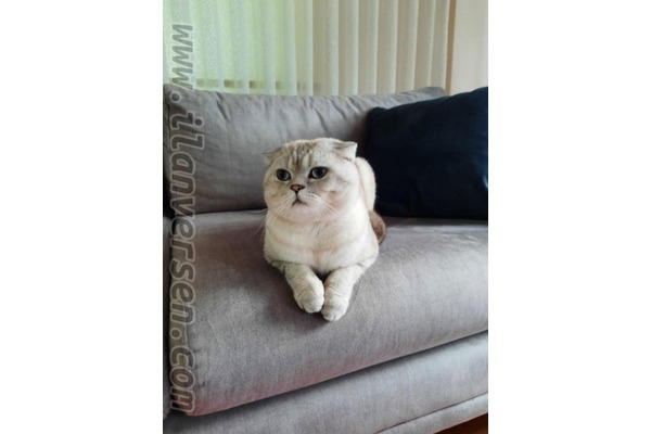 Scottish fold Erkek Sütlüce Mah.