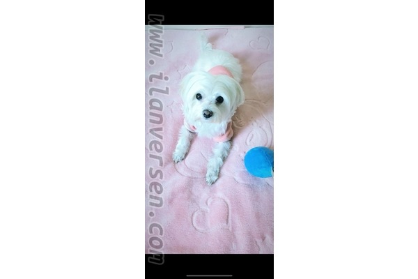 Maltese terrier Sahibinden İnönü Mah.