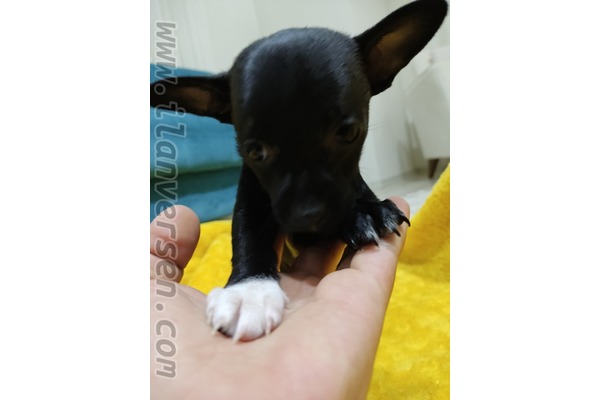 köpek ilanlari Fevzi Paşa Mah.
