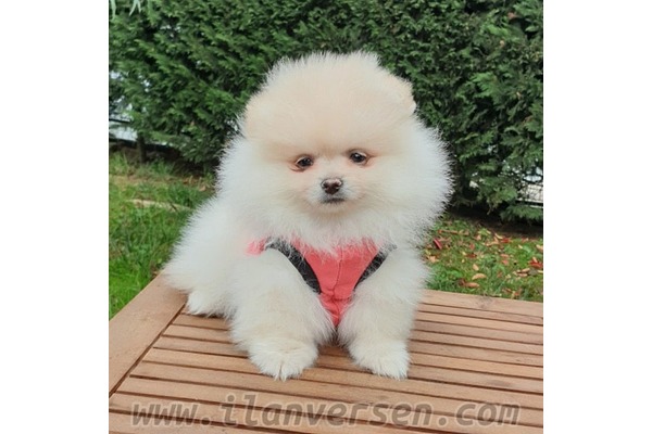 Pomeranian Tuvalet eğitimli