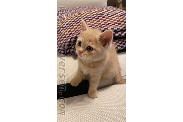 Dişi kedi Zuhuratbaba Mah.