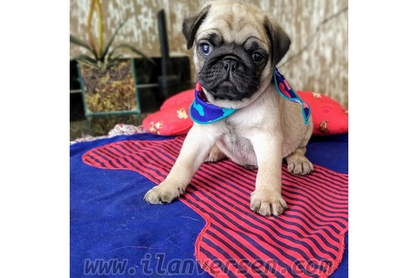 Pug Cumhuriyet Mah.