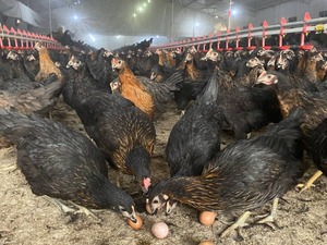 ataks tavuk Büyükakçaalan Köyü hayvanlar ilanları