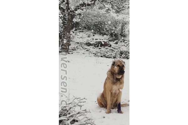 köpek ilanlari Yenişakran Bld.