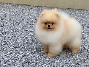 Pomeranian Dişi ve Erkek köpek