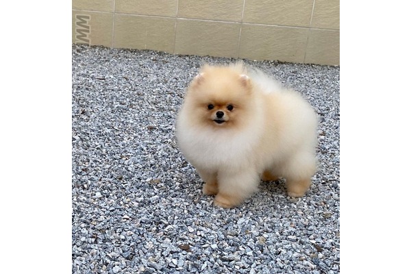 Pomeranian Dişi ve Erkek köpek