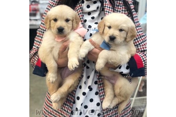 Golden retriever Cumhuriyet Mah.
