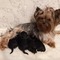 Cumhuriyet Mah. Yorkshire terrier ilanları