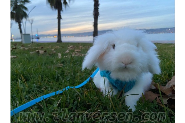 Lop ilanları