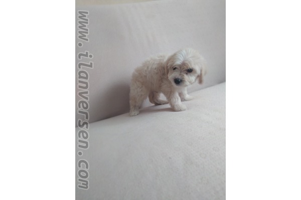köpek White terrier fiyatları