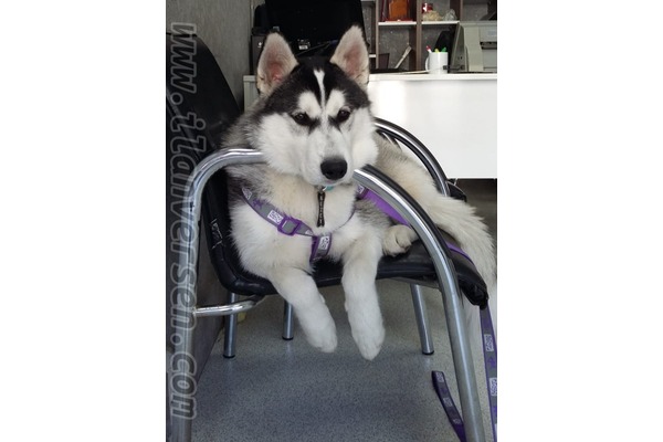 Husky Alibaba Mah.