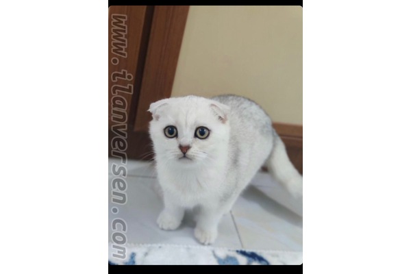 Scottish fold 0-3 Aylık Eryaman Mah.