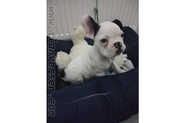 French bulldog Özel üretim