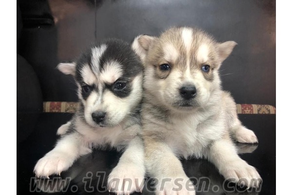 Husky Dişi ve Erkek Tuna Mah.