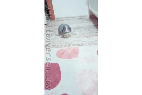 Lop ilanları