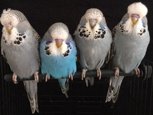 jumbo muhabbet kuş Öğretmen Evleri Mah. Muhabbet ilanı
