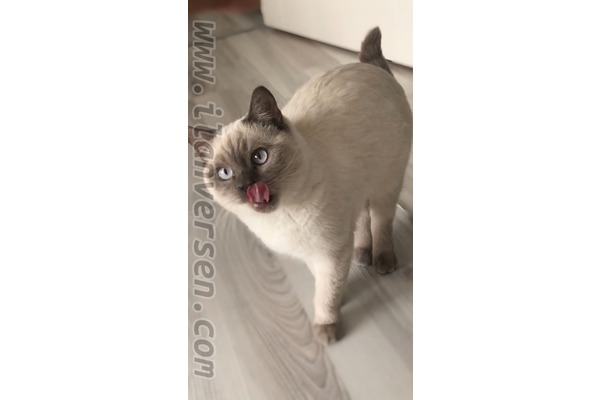 1 kedi Öveçler Mah.