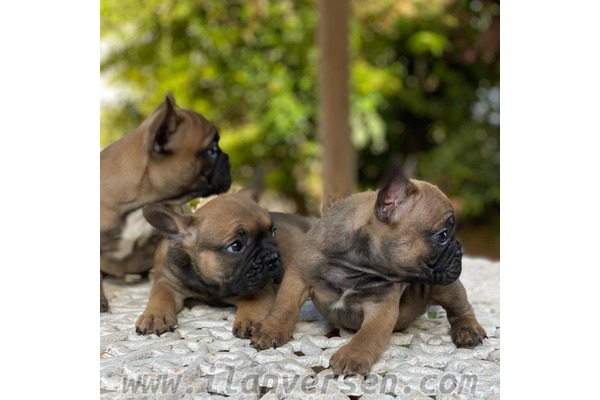 Adalet Mah. köpek ilanları