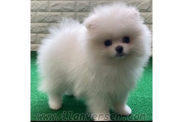 köpek Pomeranian fiyatları