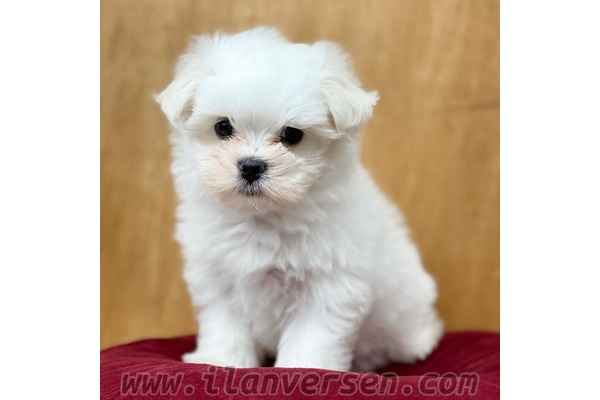 Maltese terrier yaş 0-3 Aylık Cumhuriyet Mah.
